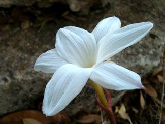 Rain lilly - grew 3 days after rain.