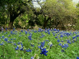 Bluebonnets in meadow below studio