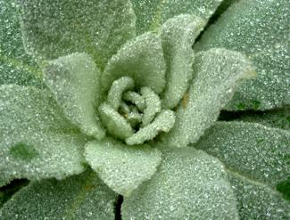 A Mullein plant in the meadow covered with tiny rain drops