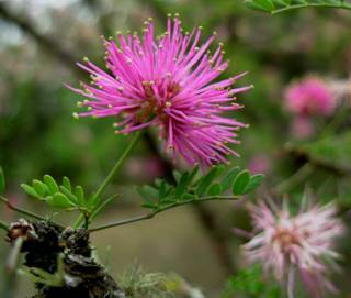 Pink Mimosa in the meadow